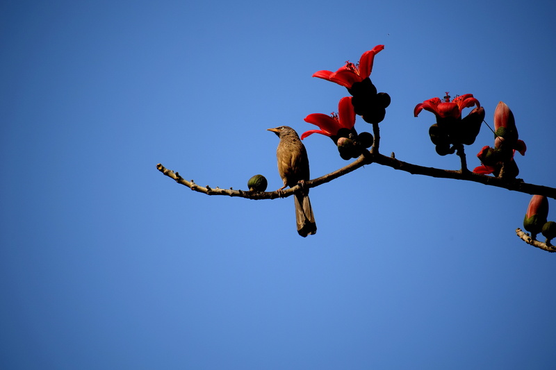 animal wildlife, fl, wings, wild, flying, vertebrate, wildlife, head, green, tree, sky, brown, life, day, float, nature, flight, branch, group of animals
