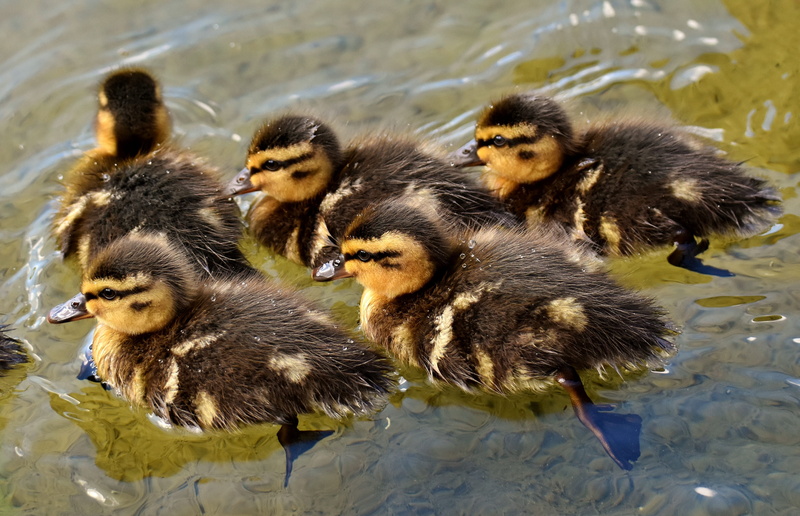 water, young bird, baby, animals in the wild, mallard, no people, vertebrate, feather, animal world, funny, ducklings, nature, high angle view, 4K, yellow