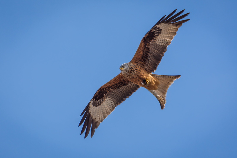 bird of prey, outdoors, bird, raptor, milan, spread wings, animal themes, fauna, copy space, motion, plumage, animal body part, low angle view, brown, black