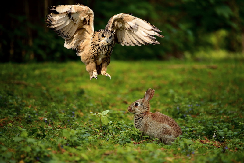 bird, grass, selective focus, hunting, vertebrate, 1080P, group of animals, animal wildlife, bunny, day, fly, hare, field, animals in the wild, hunt, nature