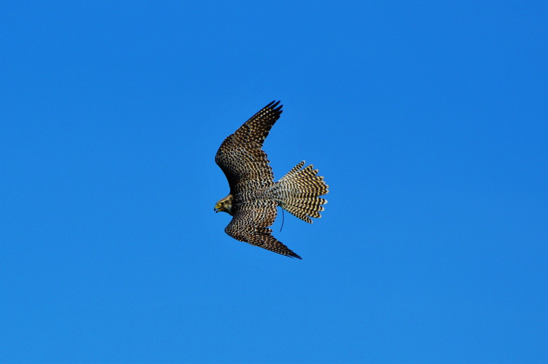 vertebrate, animals in the wild, falcon - bird, bird, animal themes, plumage, nature, flight, animal, animal wildlife, blue background, 4K, wing, directly below