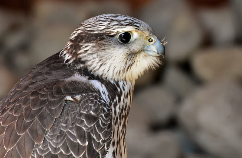 one animal, raptor, falcon - bird, raptors, focus on foreground, swing, portrait, falconry, black, 5K, animal eye, animals in the wild, day, outdoors