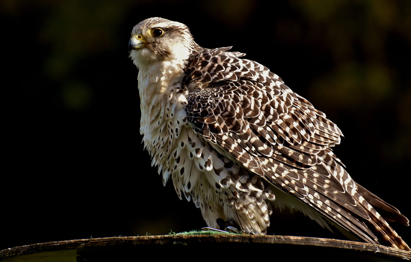 falconry, vertebrate, animal wildlife, nature, eagle, bird, owl, feather, animals in the wild, poultry, falcon - bird, bill, wild bird, fly, animal world