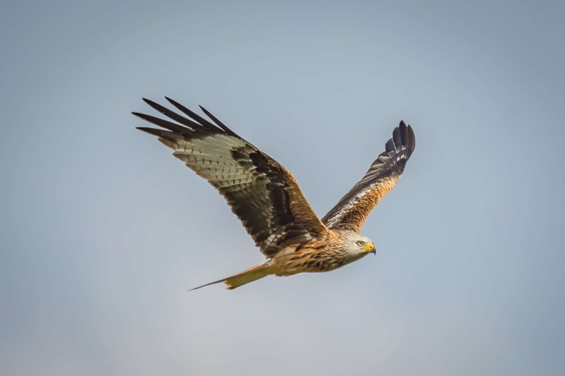 feather, carnivores, mid-air, hunter, predator, animal themes, animal wildlife, vertebrate, copy space, s, flight, day, one animal, motion, 2K, fly, eagle