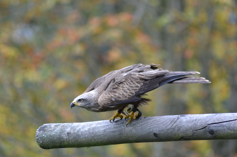 animal Wing, hawk - Bird, birds of prey, animal, 4K, animal wildlife, no people, vertebrate, tree, animal themes, flying, railing, prey, nature, fly, carnivore