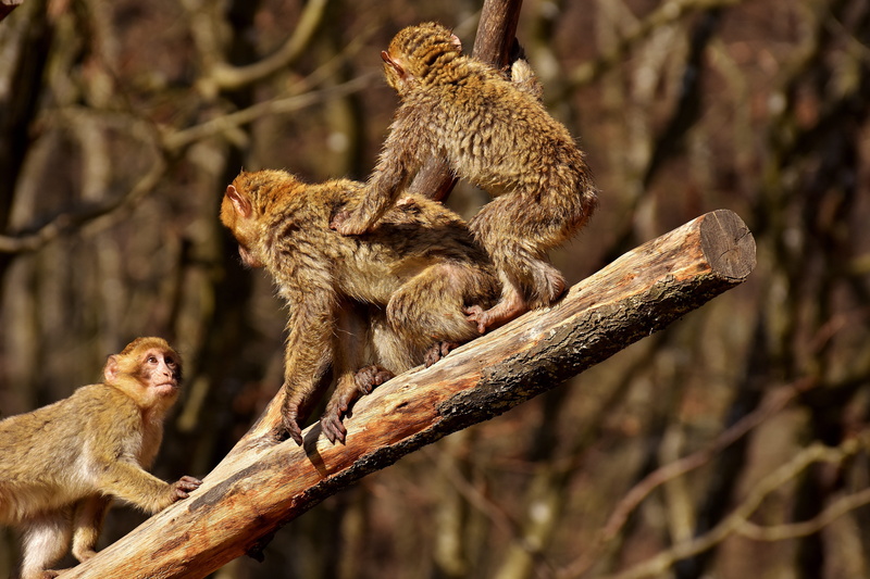 monkey mountain salem, monkey, two animals, animals In The Wild, togetherness, nature, forest, mammal, brown, color Image, wildlife, vertebrate, group of animals