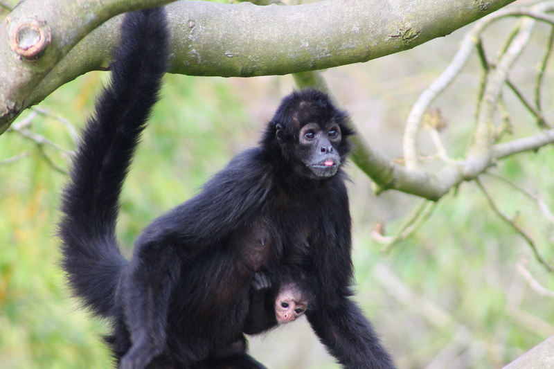 small, baby, two animals, nature, curious, jungle, outdoors, child, cute, young animal, day, animal world, vertebrate, mama, family, no people, monkey