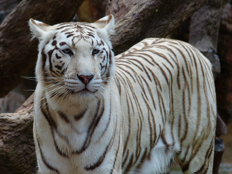 feline, white, majestic, outdoors, carnivora, animals in the wild, vertebrate, big cat, endangered species, white bengal tiger, animal, one animal, bengaltiger