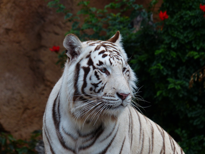 carnivora, tree, wildlife, tiger, striped, dangerous, wildcat, whisker, predator, outdoors, focus on foreground, majestic, panthera tigris tigris, zoo