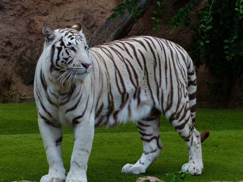 Wallpaper ID: 1308536 / wildcat, panthera tigris tigris, mammal, land ...