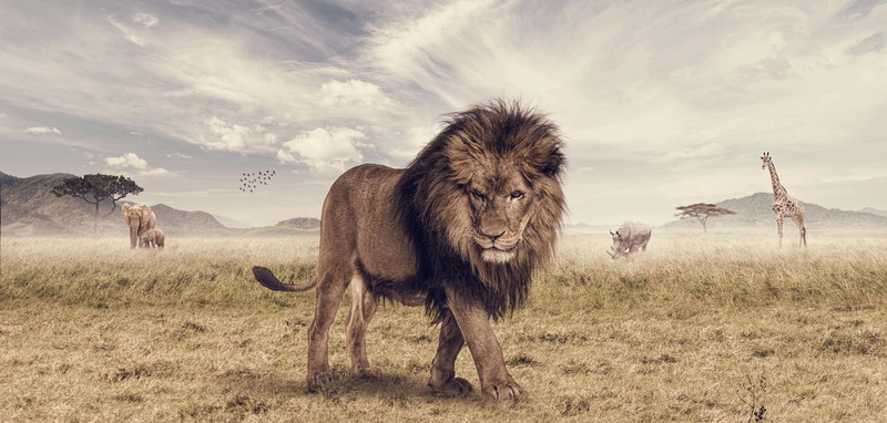plain, safari Animals, land, mane, east Africa, Savannah, asia, brown, majestic, feline, Leo, livestock, animal Themes, nature, africa, cloud - sky, domestic