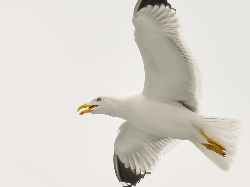 black, animal wildlife, gull, sea, no people, seagull, one animal, aegean, white, mouth open, animals in the wild, greece, spread wings, wing, white color