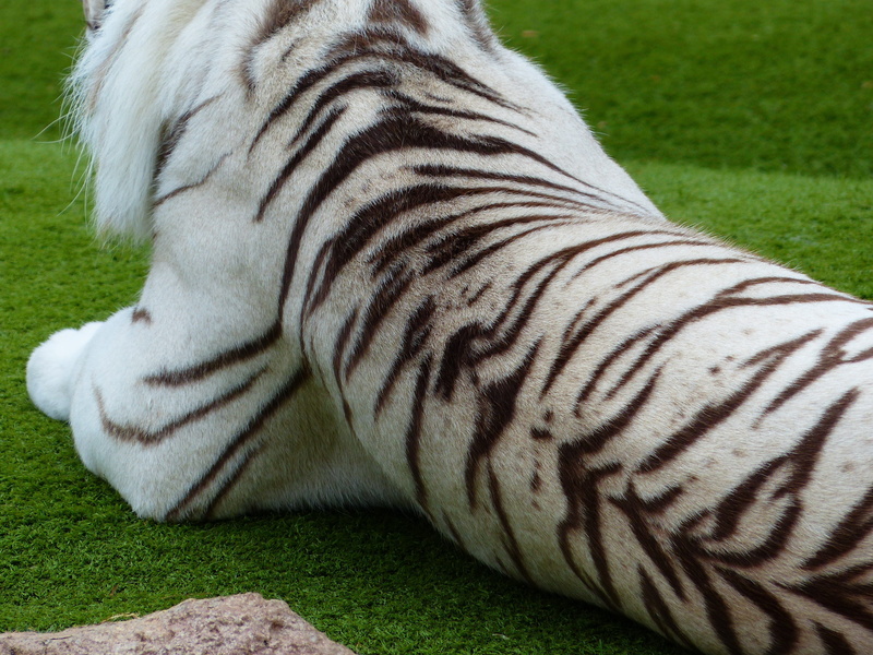 animal body part, vertebrate, animals in the wild, white königstieger, tiger skin, nature, one animal, black and white stripes, striped, albino, king tiger