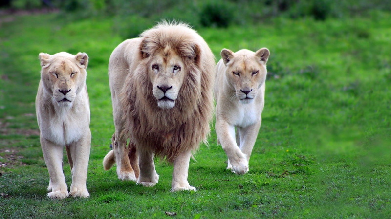 animal, feline, canine, cat, dog, big cat, mammal, leo, art, 1080P, domestic animal, lion, spitz, animals, chow