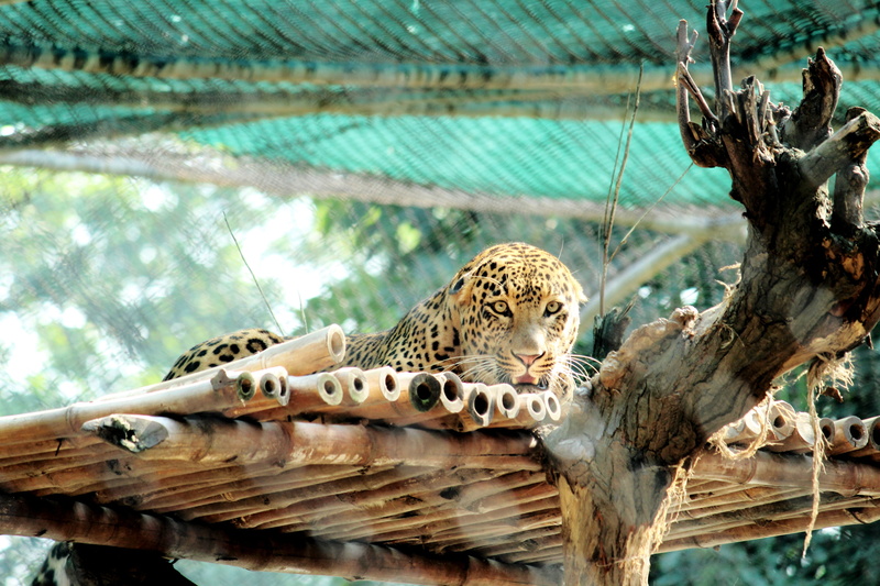 giraffe, no people, jungle, monkey, animal themes, cat, one animal, nature, undomesticated Cat, mammal, animals In The Wild, day, leopard, africa, zoo