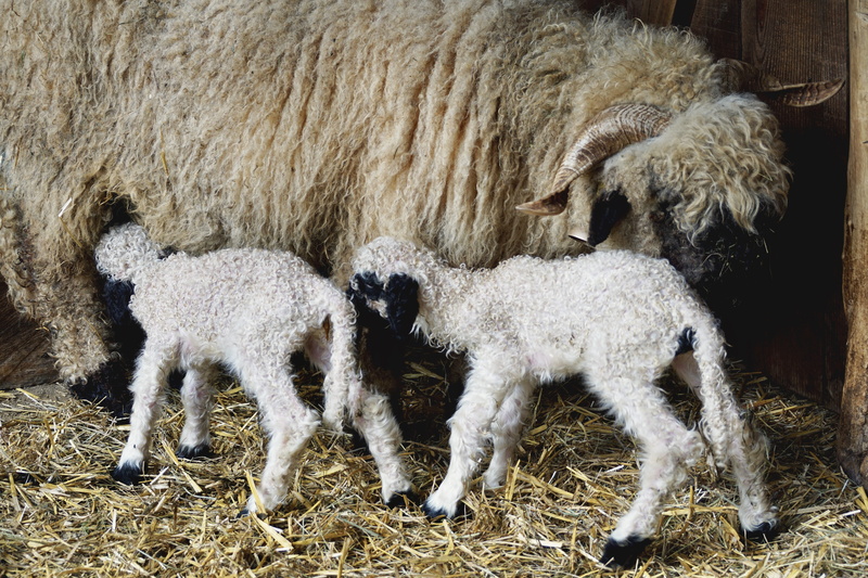 sheep, milk, livestock, animal, domestic, black nosed sheep, meadow, cute, field, 5K, baby, dam, newborn, sweet, land, small, sheeps, herbivorous, animal family
