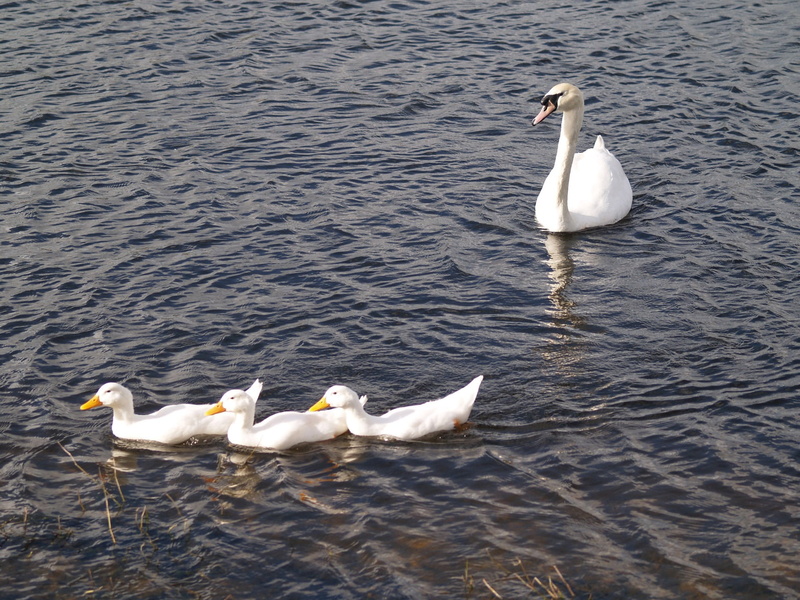 waterfront, feather, animal family, animal wildlife, natural, cygnet, park, 1080P, young, nature, flight, mute swan, group of animals, mother, animal