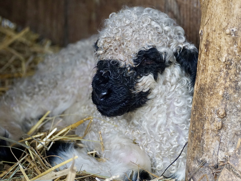 lying, 4K, small, indoors, sheep, birth, animal, live new, domestic, no people, hay, valais black nose sheep, reborn, animal child, dam, cute, domestic animals