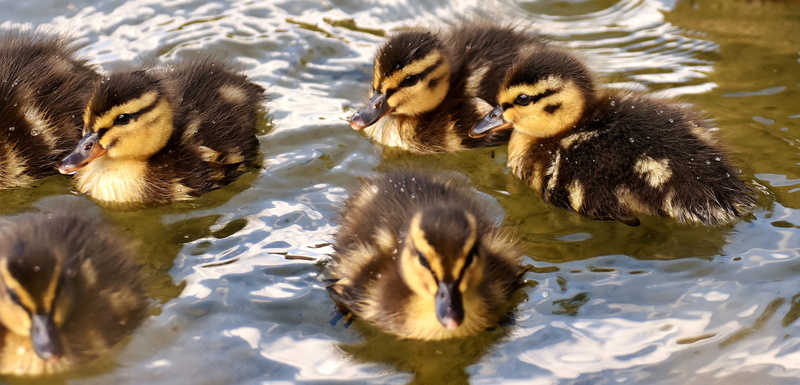 wildlife photography, young animal, cute, bird, animal wildlife, water, Mallards, duckling, animal themes, Small, yellow, group of animals, animal family