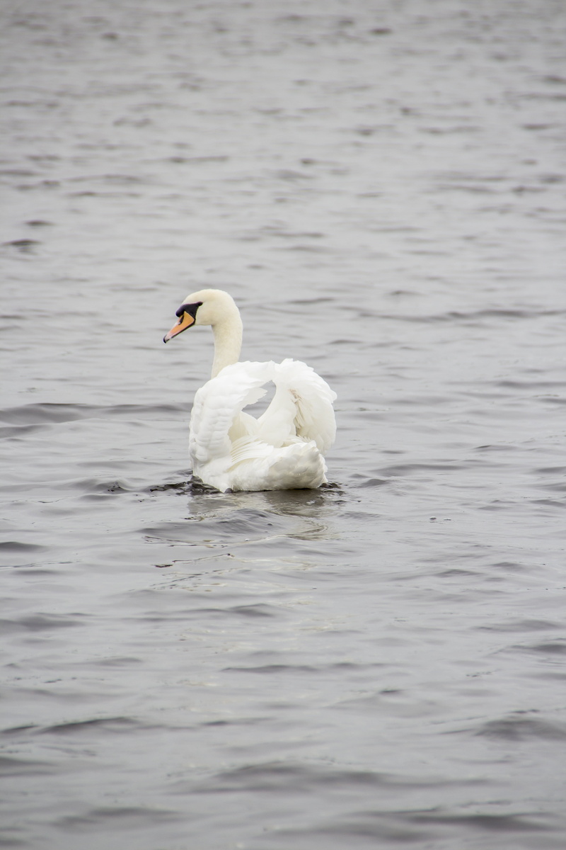 play, cute, recreation, reflection, cygnet, protect, zoology, waterfront, motion, beach, safety, nature, young, take, animal, swan, vertebrate, animals in the wild