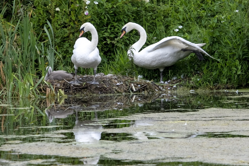 mother, chicks, vertebrate, waterfront, birth, plumage, white color, lake, bird, young, swanlake, animal family, cygnet, animal, wildlife, elegant, family