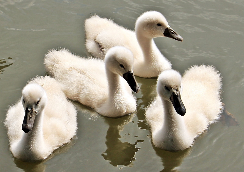 animal world, nature, plumage, swimming, lake, swan, ducklings, young animal, pride, fluffy, togetherness, elegant, baby swan, baby, wildlife photography