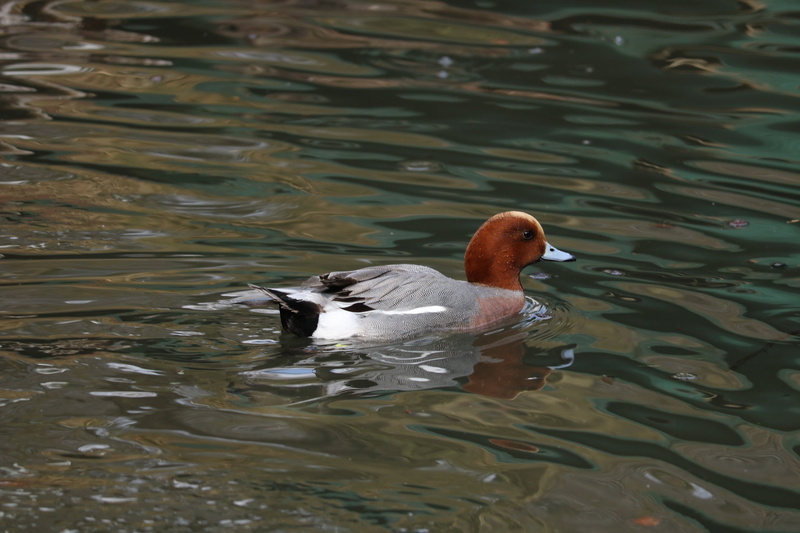 water bird, no people, animal portrait, puddle, animal themes, water, animal world, lake, swim, outdoors, alone, river, one animal, poultry, wet, cute
