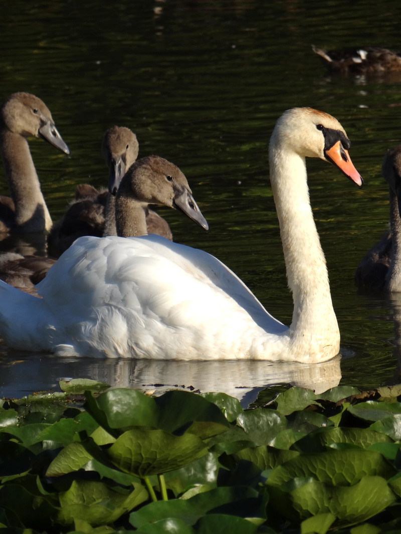 animal, water bird, animal neck, waterfowl, wing, graceful, birds, pond, animals in the wild, gooseneck, bill, pride, animal family, animal body part, beauty in nature