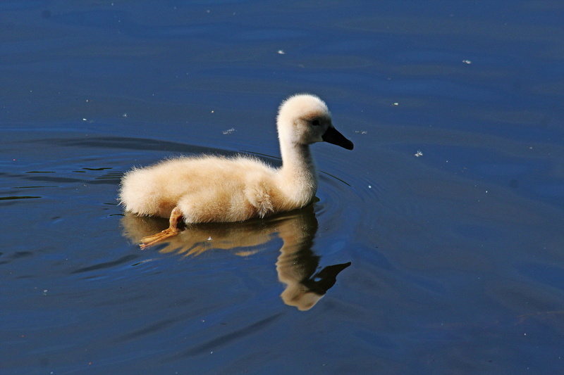 plumage, poultry, animal children, small, animal family, reflection, no people, day, Waterfowl, waters, animal themes, cygnet, gosling, species, young animal