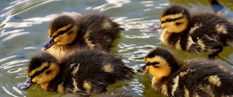 baby, no people, reflection, plumage, bird, bill, duckling, vertebrate, swimming, animal family, young Bird, Mallards, nature, water bird, Small, duck