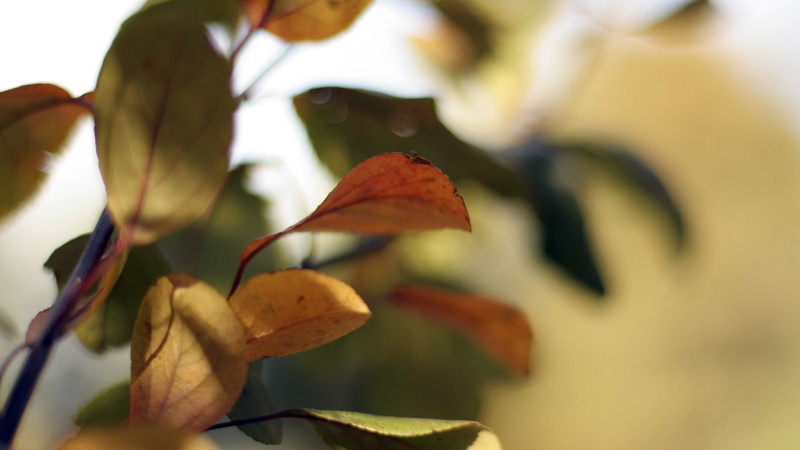 branch, vibrant Color, woodland, beauty, focus on foreground, day, leaf, brown, environment, landscape, beauty In Nature, autumn, plant part, trees, petal