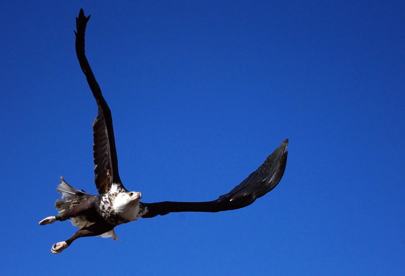 animal wildlife, plumage, spread wings, raptor, graceful, bird, clear sky, eagle, gorgeous, figure, adler, one animal, low, bill, animal themes, blue, wing