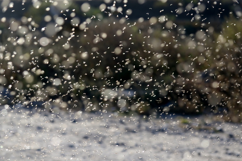 nature, water, mating, outdoors, insects, love, ephemeris, wet, drop, rain, transparent, window, no people, glass, flight, backgrounds, close-up, rainy season