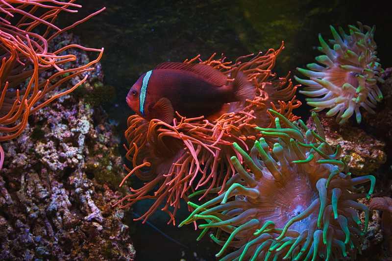 undersea, nemo, peaceful, nature, 5K, coral fish, water, animal, marine, fish, vertebrate, swim, glowing, beauty in nature, ecosystem, deep, animal wildlife