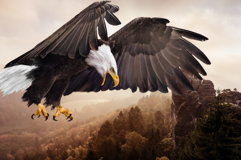 animal world, one animal, animal themes, mid-air, spread wings, nature, outdoors, animal, bird, tree, composing, vertebrate, animal wildlife, species