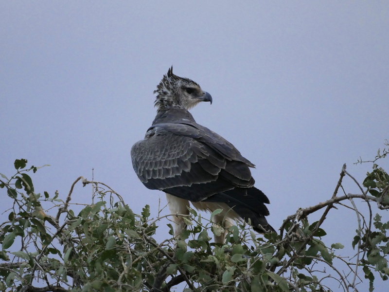 clear sky, low angle view, plant, perching, branch, young animal, head, bird of prey, ansitz, no people, day, sky, animals in the wild, one animal, bird