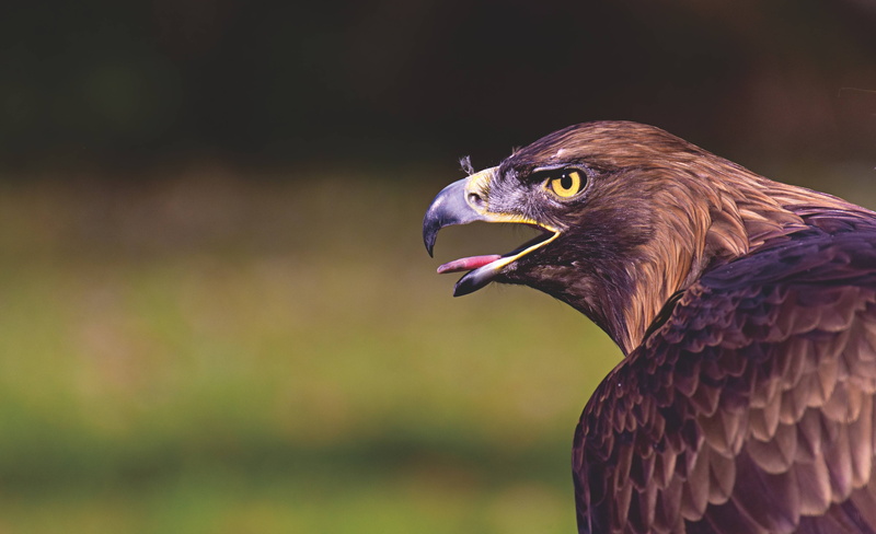 5K, prey, bird, animal, bill, raptor, adler