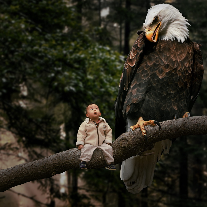 bird of prey, vertebrate, branch, eagle - bird, real people, animal, nature, day, one animal, kid, perching, focus on foreground, 2K, animal wildlife