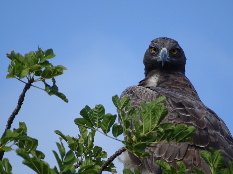 eagle, sky, martial eagle, flying, no people, animal eye, vertebrate, feather, south africa, clear sky, animal themes, animals In The Wild, branch, bird of Prey