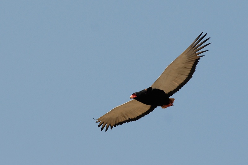 flying, animal wing, savuti, botswana, clear sky, sky, searching, vertebrate, adler, outdoors, bird, animal themes, 1080P, one animal, low angle view