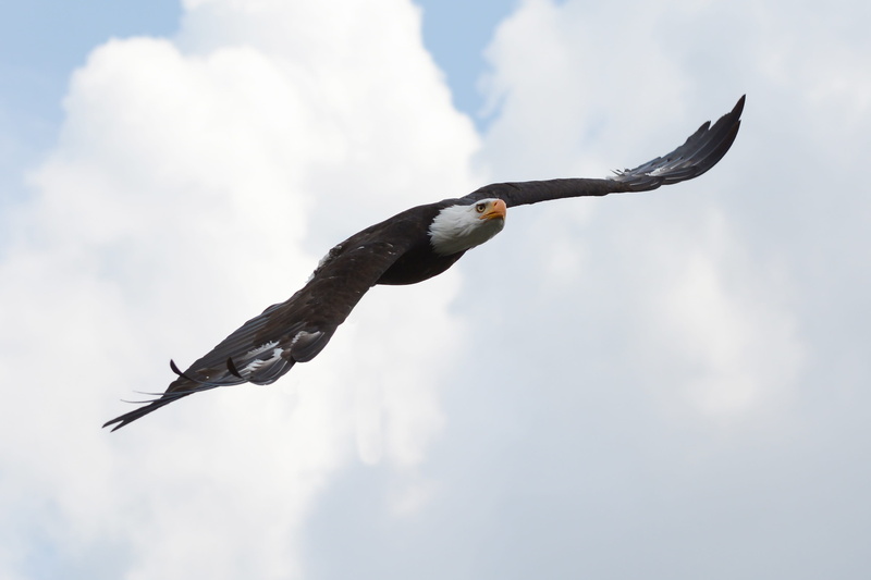 outdoors, cloud - sky, animals in the wild, animal body part, low angle view, spread wings, flight, eagle, 2K, sky, nature, bald eagle, motion, animal