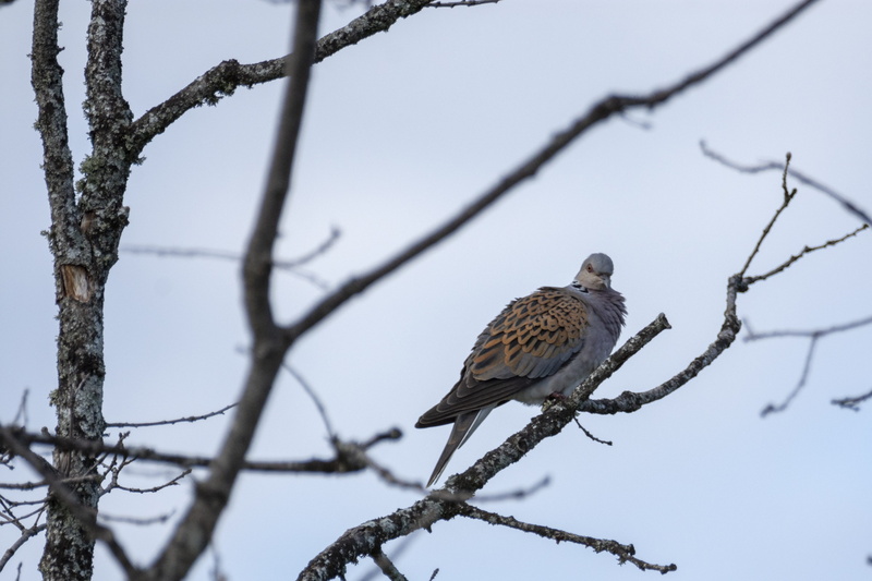 vertebrate, perching, outdoors, 4K, animal wildlife, pigeons, animal, no people, plant, beauty in nature, animals, bare tree, day, branch, winter, low angle view