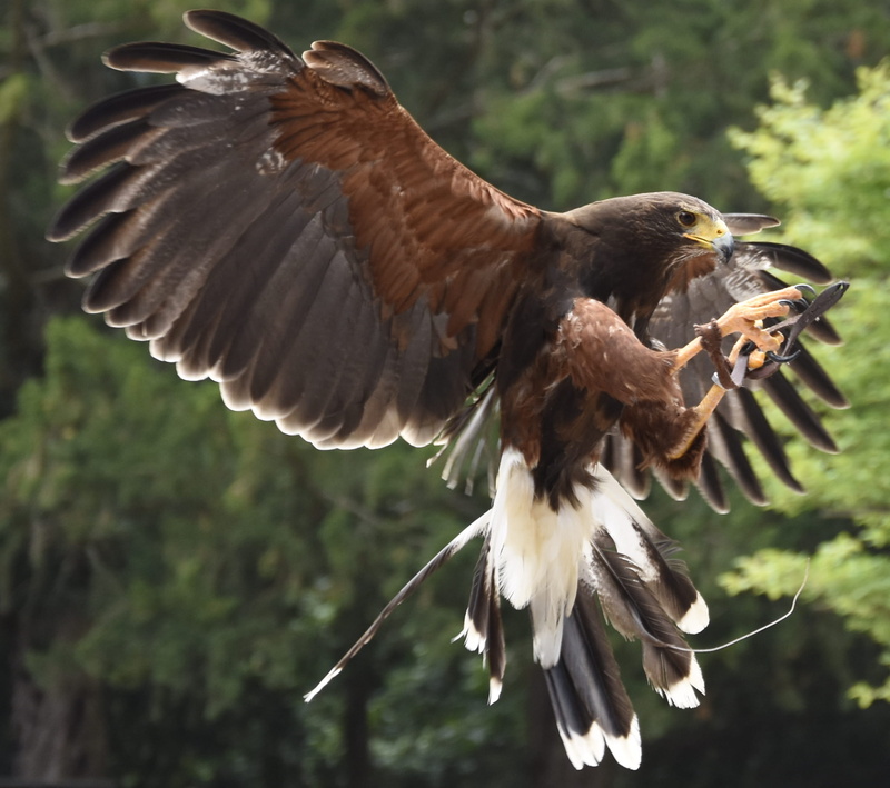 1080P, vertebrate, adler, eagle, day, flapping, animal wildlife, landen, animal themes, wings, vogel, focus on foreground, forest, zoology, bird, claw