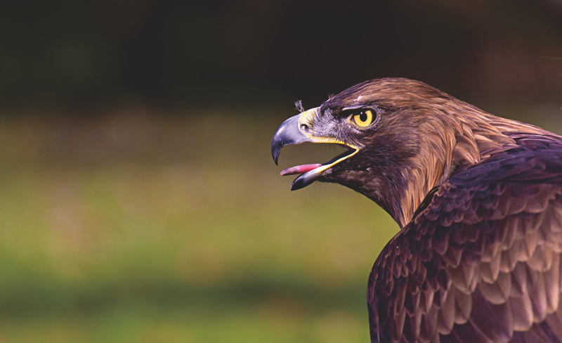 animal eye, animal head, raptor, falcon - bird, brown, one animal, animal themes, looking away, profile view, eagle, vertebrate, day, focus on foreground