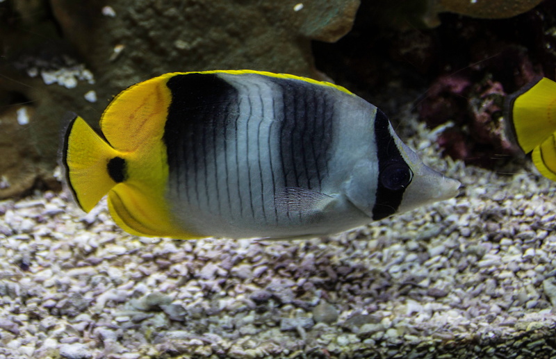 sea, animals in the wild, animal themes, one animal, tropical fish, undersea, close-up, animal wildlife, yellow, fish, swimming, 4K, black, animals in captivity