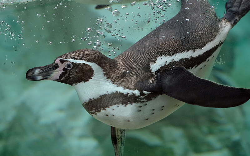 penguin, 720P, water, swimmer, bubbles, humboldt, Penguin Humboldt
