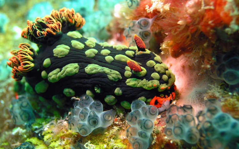 animals, beautifully, ocean, ugly, animal, thing, sea, white, black, sea-life, 1080P, colors