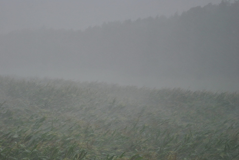 storm, Thunderstorm, nature, day, clouds, Forward, tranquility, fog, weather phenomenon, water, environment, gloomy, rural scene, plant, scenics - nature