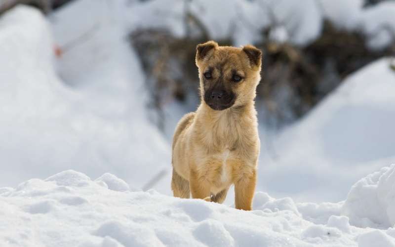 dog, puppy, coated, fur, vertebrate, curiosity, playful, 1080P, animal wildlife, walk, winter, mammal, brown, short, bred, young Animal, nature, white