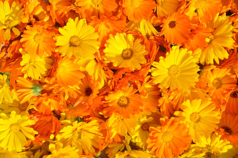 frame, inflorescence, calendula officinalis, flower, marigold, pollen, medicinal plant, nature, backgrounds, bloom, no people, day, growth, photography
